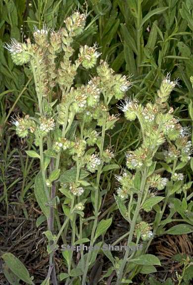 phacelia mutabilis 9 graphic